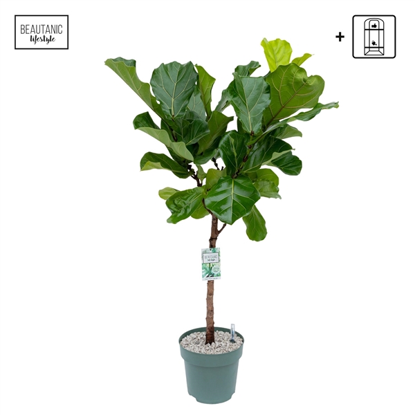<h4>Ficus Lyrata</h4>