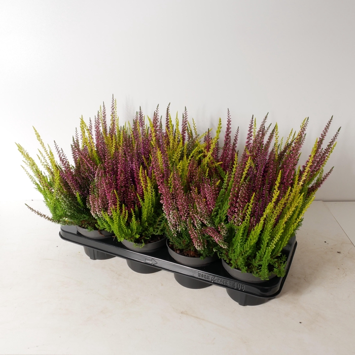 <h4>Calluna vulgaris 'Beauty Ladies' Trios P13</h4>