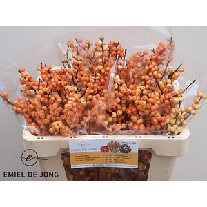 ILEX VERTICILLATA ILEXIA JULIA