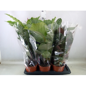 Calathea   ...mix