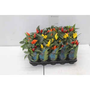 PIMENTA P06