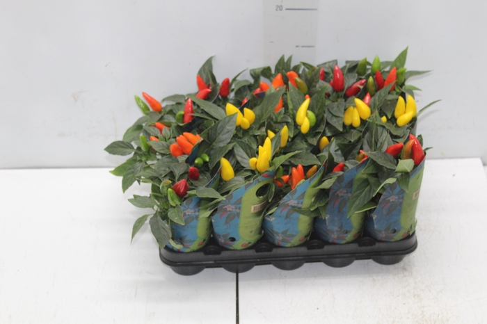<h4>PIMENTA P06</h4>