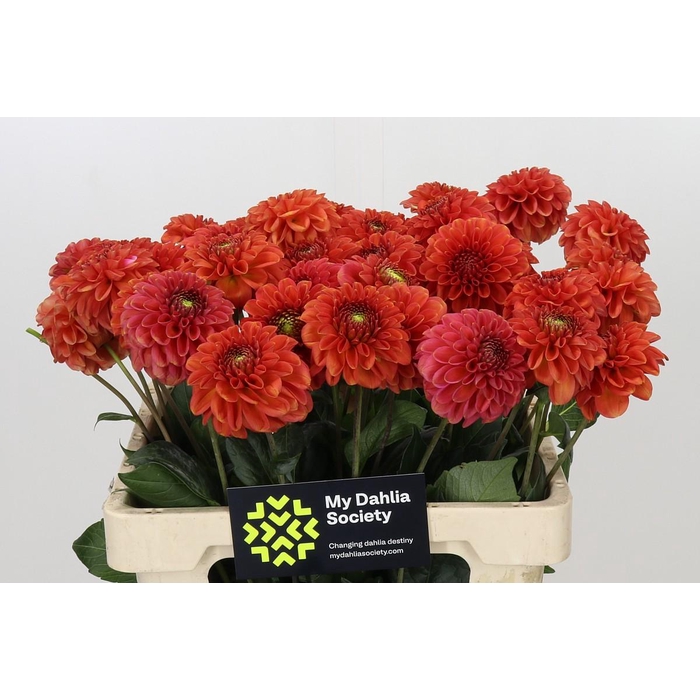 <h4>Dahlia Orange Fox</h4>