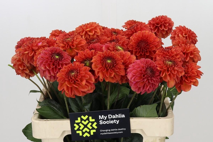 <h4>Dahlia Orange Fox</h4>