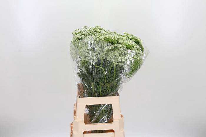 <h4>Ammi Majus Visnaga</h4>