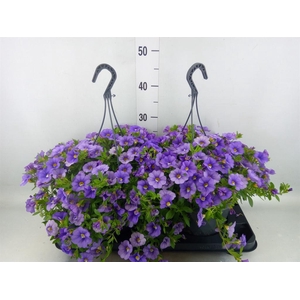 Calibrachoa   ...mix