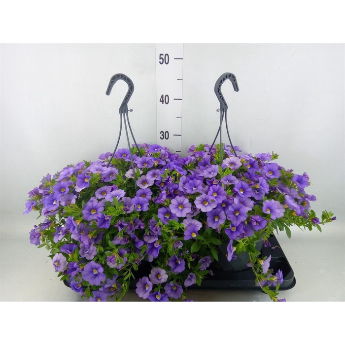 <h4>Calibrachoa   ...mix</h4>