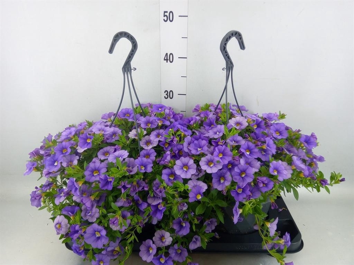 Calibrachoa   ...mix