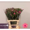 Phlox P Kiki