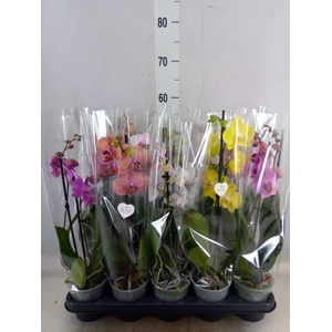 Phalaenopsis   ...