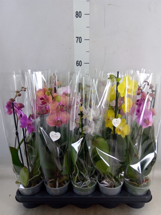 <h4>Phalaenopsis   ...</h4>