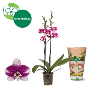 Phalaenopsis  'Ant Barcelona'