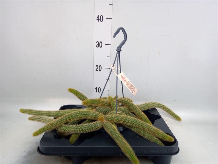 <h4>Cactus   ...</h4>