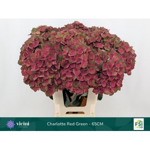 HYDR M MAG CHARLOTTE