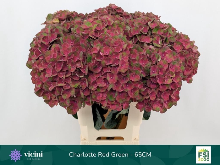 <h4>HYDR M MAG CHARLOTTE</h4>