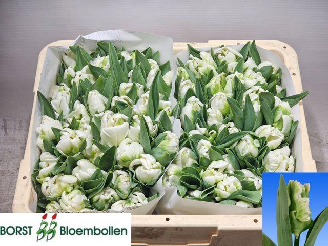 <h4>Tu Pa Super Parrot</h4>