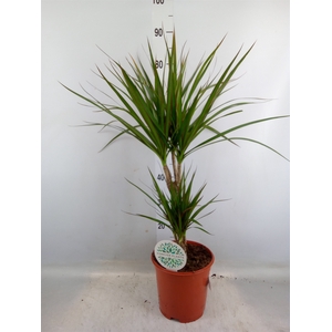 Dracaena marg.