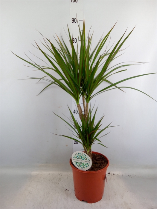 <h4>Dracaena marg.</h4>