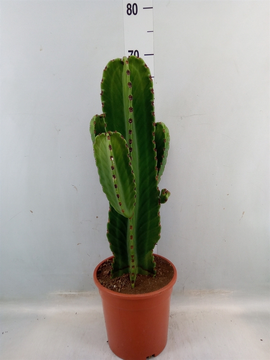 <h4>Euphorbia ingens</h4>