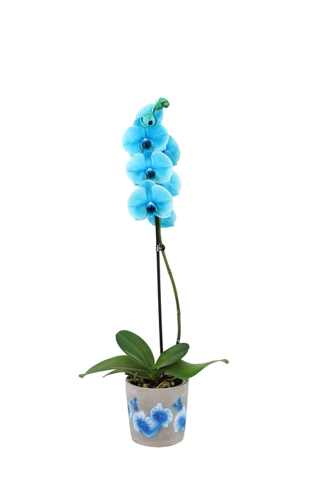 <h4>Fiore Blue Phal I Am Ocean Blue 1T9+</h4>