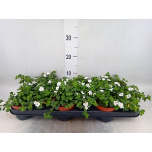 Sutera  'Baristo Giga White'