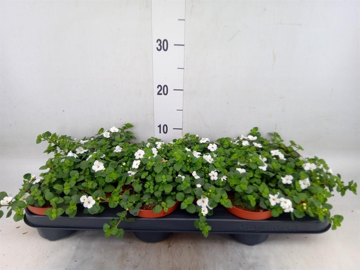 <h4>Sutera  'Baristo Giga White'</h4>