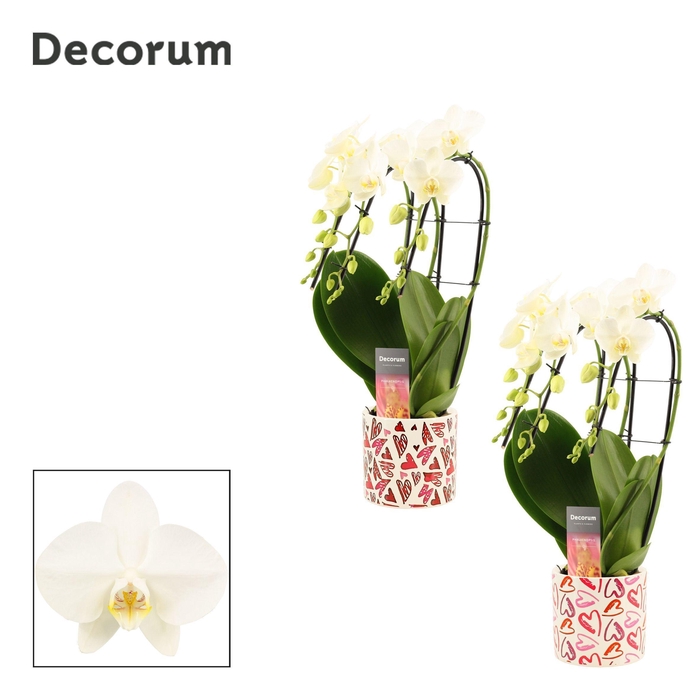 <h4>Phalaenopsis triple cascade wit in Julia (Deco-collection)</h4>
