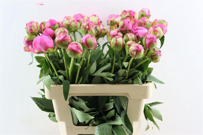 <h4>Paeo L Dr Alexander Fleming</h4>