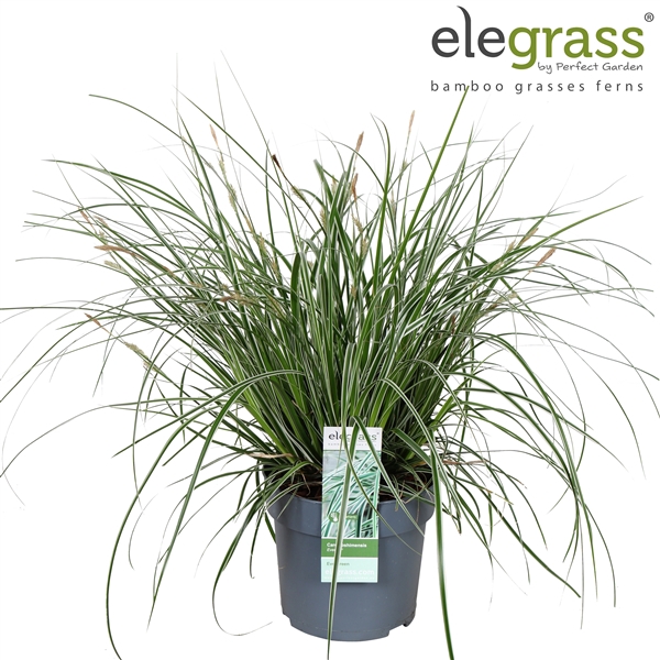 <h4>Carex oshimensis 'Everest' P14</h4>