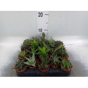 Aloe   ...mix