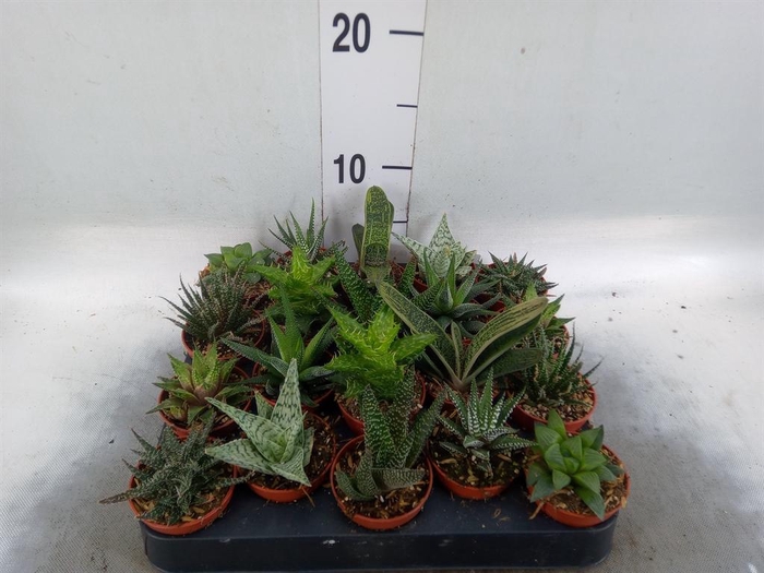 <h4>Aloe   ...mix</h4>