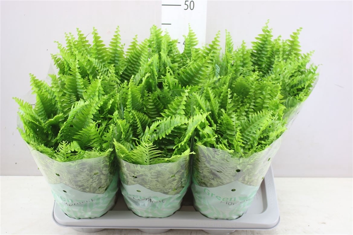 <h4>Nephrolepis Green Moment</h4>