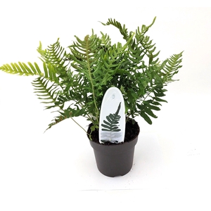 Polypodium vulgare