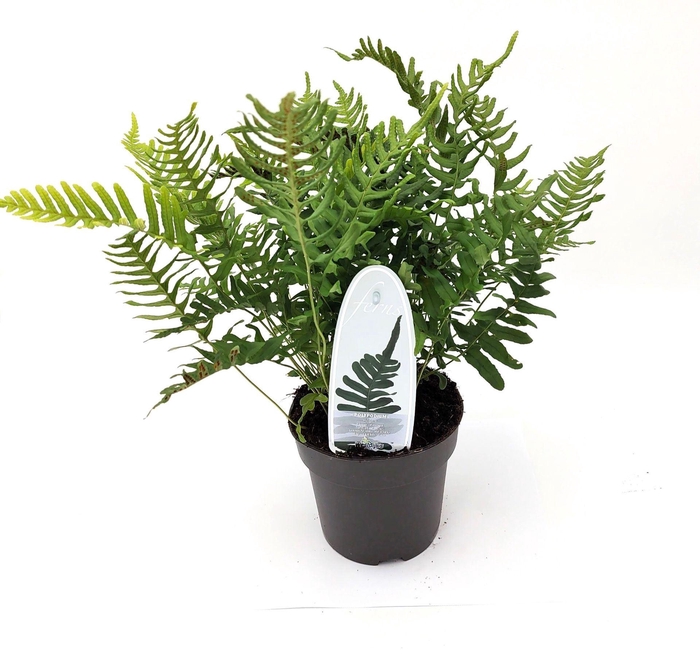 <h4>Polypodium vulgare</h4>