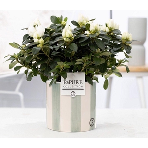 1st class Azalea white in P&PURE Eline ceramics white