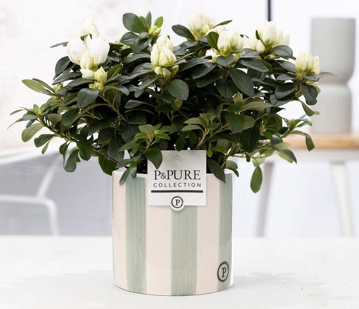 <h4>1st class Azalea white in P&PURE Eline 2 ceramics white</h4>