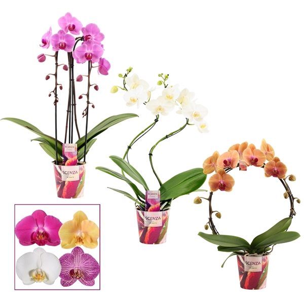 <h4>Phalaenopsis vormen mix 2 tak (Scenza)</h4>