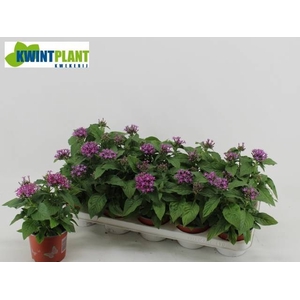 PENT GRAFFI VIOLET
