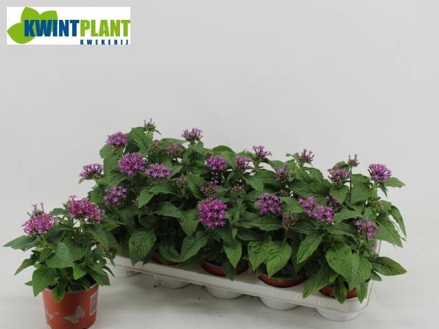 <h4>PENT GRAFFI VIOLET</h4>
