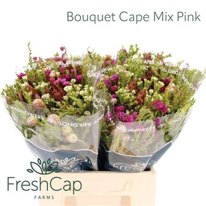 Bouquet Cape Mix Pink