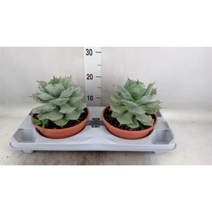 Agave potatorum