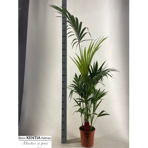 HOWEA FORSTERIANA