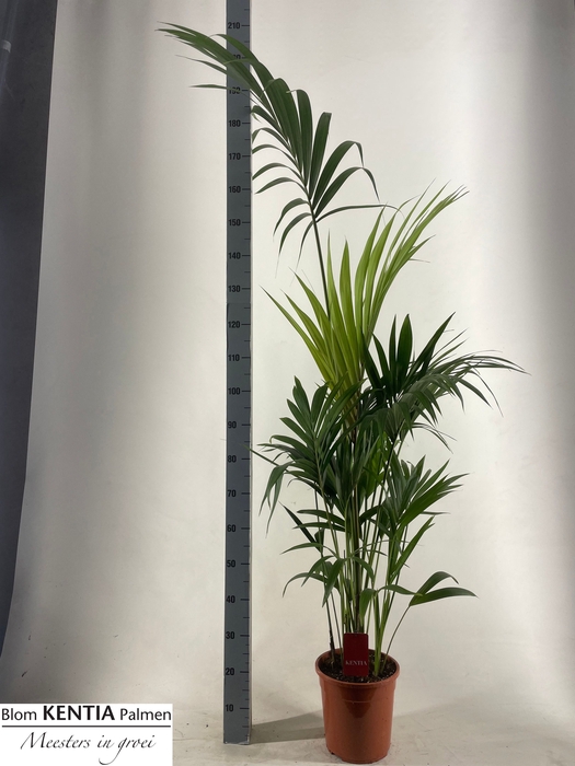 <h4>HOWEA FORSTERIANA</h4>