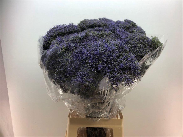 <h4>TRACH BLUE SHINE</h4>