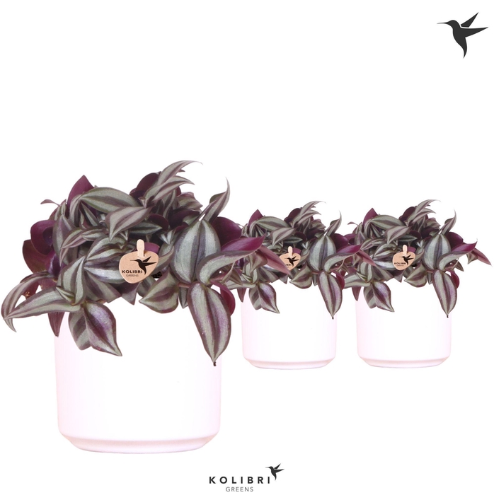 <h4>Kolibri Greens Tradescantia Zebrina in Simplicity pot white</h4>