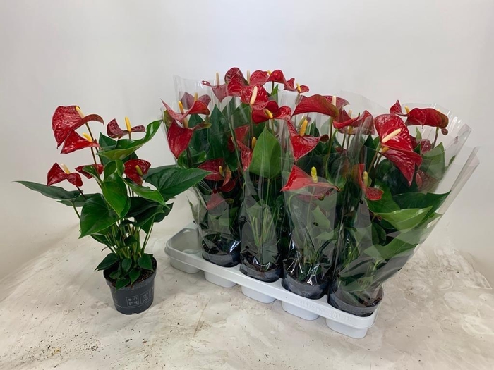 Anthu An Bambino Red