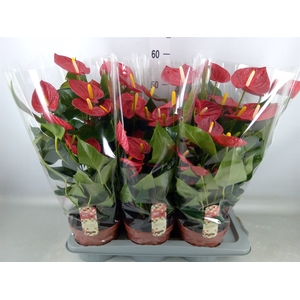 Anthurium andr. 'Tremendo'