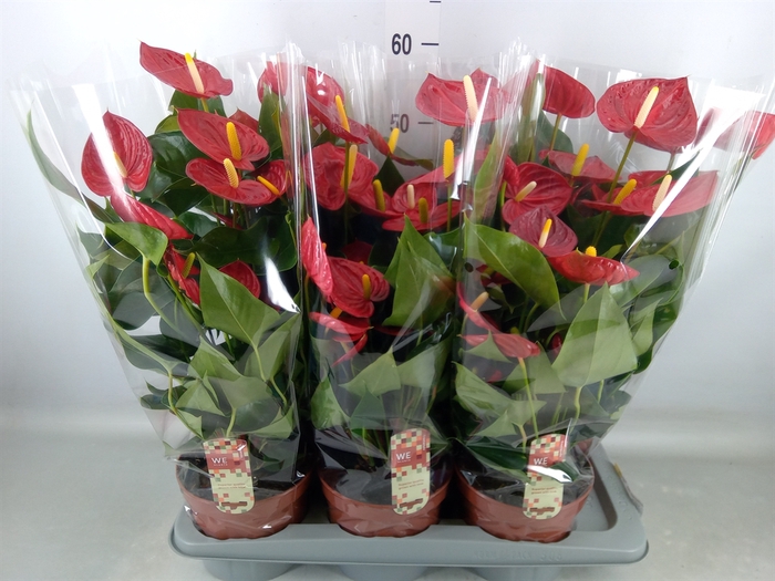 <h4>Anthurium andr. 'Tremendo'</h4>