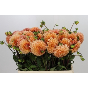 Dahlia Mandarin Baby