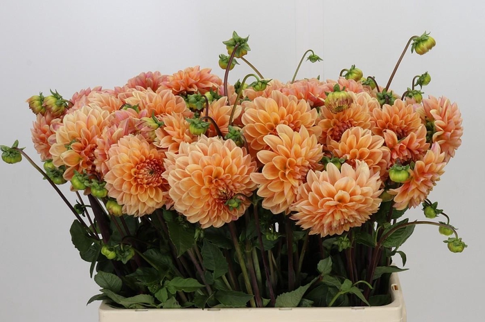 <h4>Dahlia Mandarin Baby</h4>